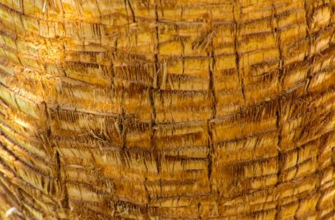 Background of the bark of a palm tree. Close-up of fragments of the bark Stock Photos