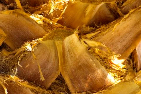 Background of the bark of a palm tree. Close-up of fragments of the bark Stock Photos