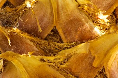 Background of the bark of a palm tree. Close-up of fragments of the bark Stock Photos