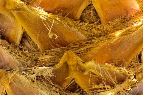 Background of the bark of a palm tree. Close-up of fragments of the bark Stock Photos