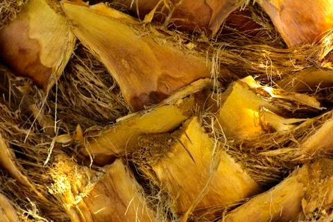 Background of the bark of a palm tree. Close-up of fragments of the bark Stock Photos