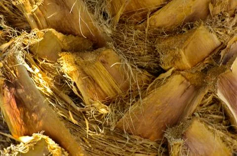 Background of the bark of a palm tree. Close-up of fragments of the bark Stock Photos