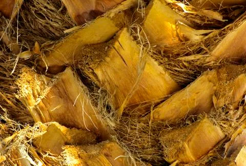 Background of the bark of a palm tree. Close-up of fragments of the bark Stock Photos
