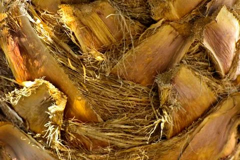 Background of the bark of a palm tree. Close-up of fragments of the bark Stock Photos