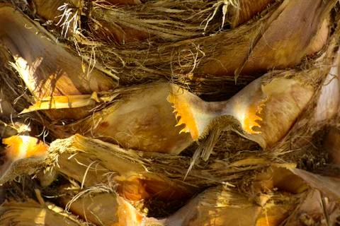 Background of the bark of a palm tree. Close-up of fragments of the bark of a Stock Photos