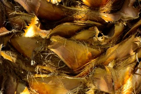Background of the bark of a palm tree. Close-up of fragments of the bark of a Stock Photos