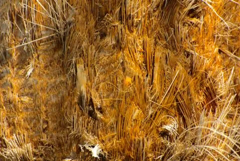 Background of the bark of a palm tree. Close-up of fragments of the bark of a Stock Photos