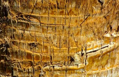Background of the bark of a palm tree. Close-up of fragments of the bark Stock Photos