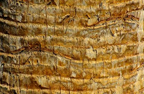 Background of the bark of a palm tree. Close-up of fragments of the bark Stock Photos