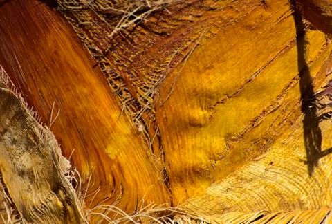 Background of the bark of a palm tree. Close-up of fragments of the bark Stock Photos