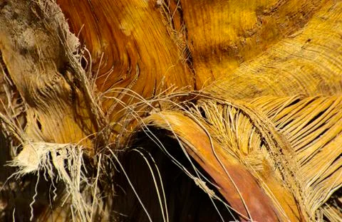Background of the bark of a palm tree. Close-up of fragments of the bark Stock Photos