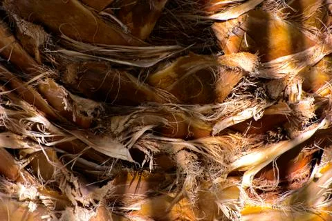 Background of the bark of a palm tree. Close-up of fragments of the bark Stock Photos