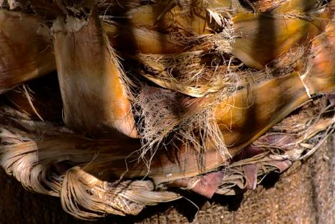 Background of the bark of a palm tree. Close-up of fragments of the bark Foto stock