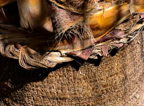 Background of the bark of a palm tree. Close-up of fragments of the bark Stock Photos