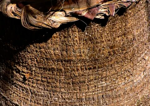 Background of the bark of a palm tree. Close-up of fragments of the bark Stock Photos