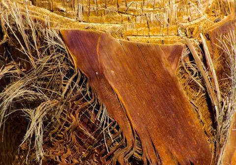 Background of the bark of a palm tree. Close-up of fragments of the bark Stock Photos