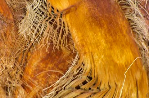 Background of the bark of a palm tree. Close-up of fragments of the bark Stock Photos