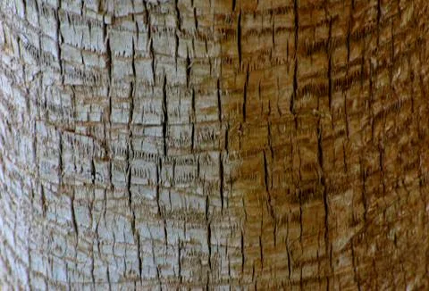 Background of the bark of a palm tree. Close-up of fragments of the bark Foto stock
