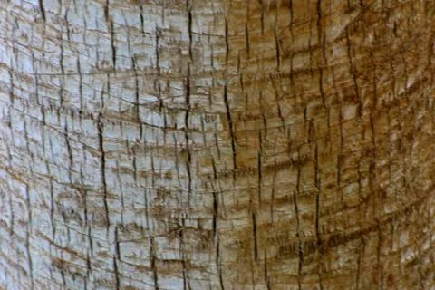 Background of the bark of a palm tree. Close-up of fragments of the bark Stock Photos