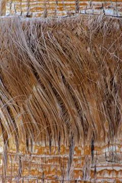 Background of the bark of a palm tree. Close-up of fragments of the bark Stock Photos