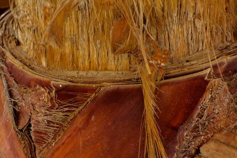 Background of the bark of a palm tree. Close-up of fragments of the bark Foto stock