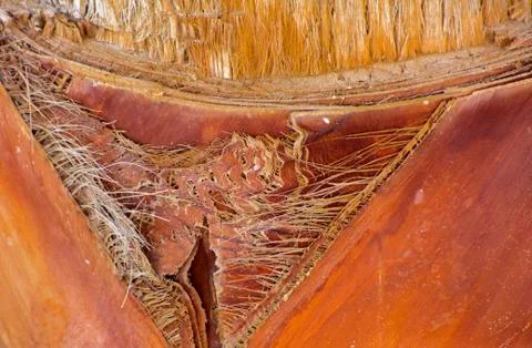 Background of the bark of a palm tree. Close-up of fragments of the bark Stock Photos