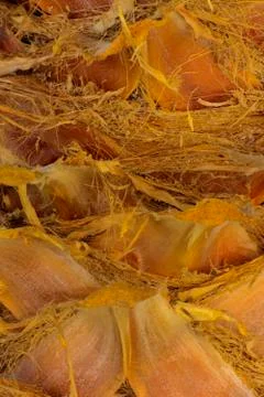 Background of the bark of a palm tree. Close-up of fragments of the bark Stock Photos