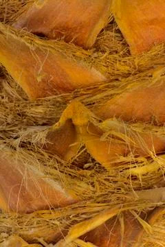 Background of the bark of a palm tree. Close-up of fragments of the bark Stock Photos