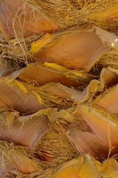 Background of the bark of a palm tree. Close-up of fragments of the bark Stock Photos