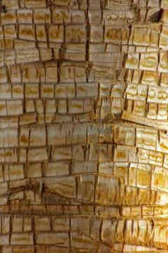 Background of the bark of a palm tree. Close-up of fragments of the bark Stock Photos