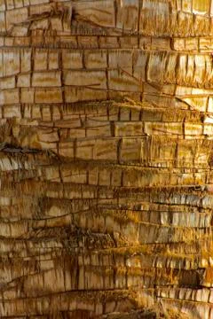 Background of the bark of a palm tree. Close-up of fragments of the bark Stock Photos