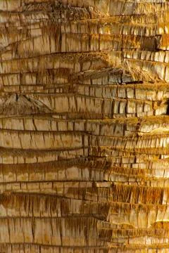 Background of the bark of a palm tree. Close-up of fragments of the bark Stock Photos