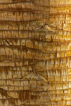 Background of the bark of a palm tree. Close-up of fragments of the bark Stock Photos