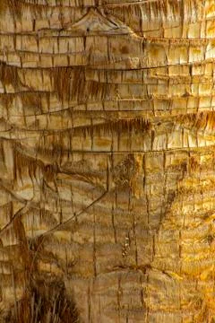 Background of the bark of a palm tree. Close-up of fragments of the bark Stock Photos