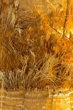 Background of the bark of a palm tree. Close-up of fragments of the bark Stock Photos
