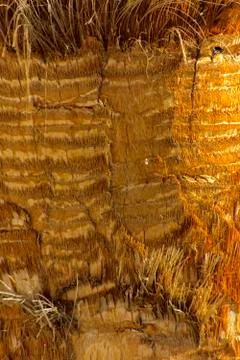 Background of the bark of a palm tree. Close-up of fragments of the bark Stock Photos