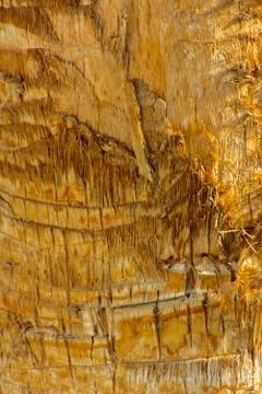 Background of the bark of a palm tree. Close-up of fragments of the bark Stock Photos