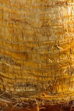 Background of the bark of a palm tree. Close-up of fragments of the bark Stock Photos