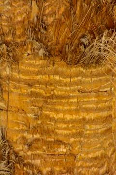 Background of the bark of a palm tree. Close-up of fragments of the bark Foto stock