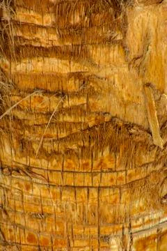 Background of the bark of a palm tree. Close-up of fragments of the bark Stock Photos