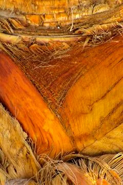 Background of the bark of a palm tree. Close-up of fragments of the bark Stock Photos