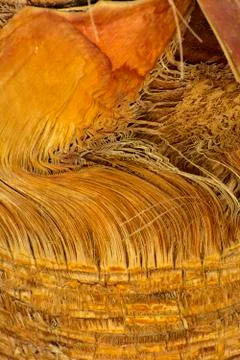 Background of the bark of a palm tree. Close-up of fragments of the bark Stock Photos