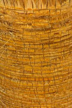 Background of the bark of a palm tree. Close-up of fragments of the bark Stock Photos
