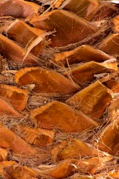 Background of the bark of a palm tree. Close-up of fragments of the bark Stock Photos