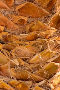 Background of the bark of a palm tree. Close-up of fragments of the bark Stock Photos