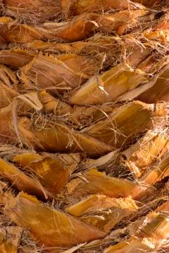 Background of the bark of a palm tree. Close-up of fragments of the bark Foto stock