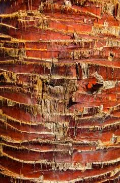 Background of the bark of a palm tree. Close-up of fragments of the bark Stock Photos