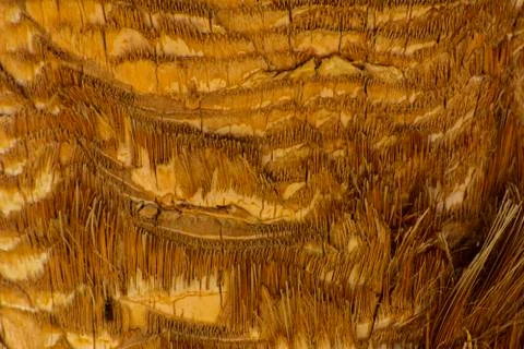 Background of the bark of a palm tree. Close-up of fragments of the bark Stock Photos