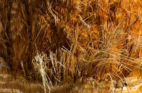 Background of the bark of a palm tree. Close-up of fragments of the bark Stock Photos