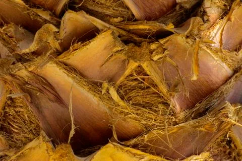 Background of the bark of a palm tree. Close-up of fragments of the bark Stock Photos